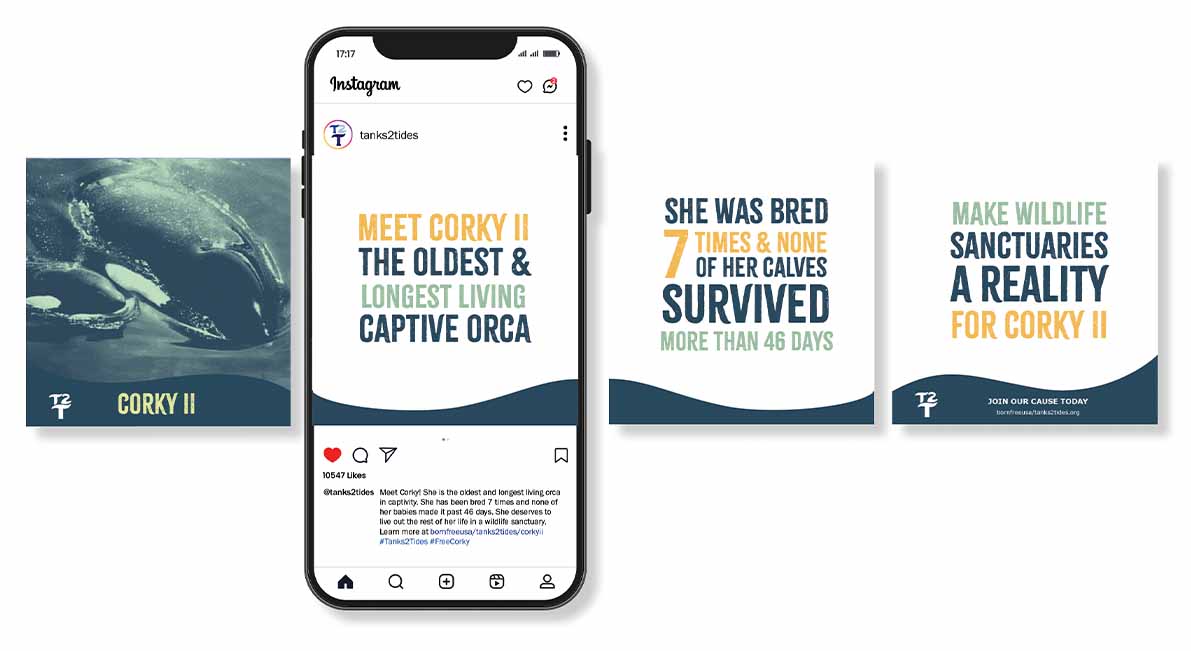 T2T Instagram carousel ad, sharing about the orca, Corky II.